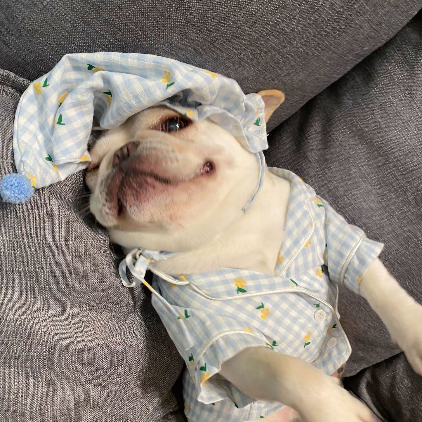 Clothes, Dogs Cats Favs Teddy