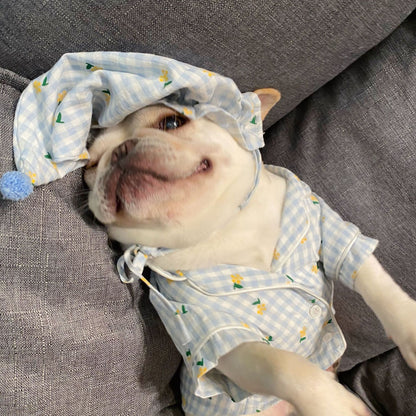 Clothes, Dogs Cats Favs Teddy