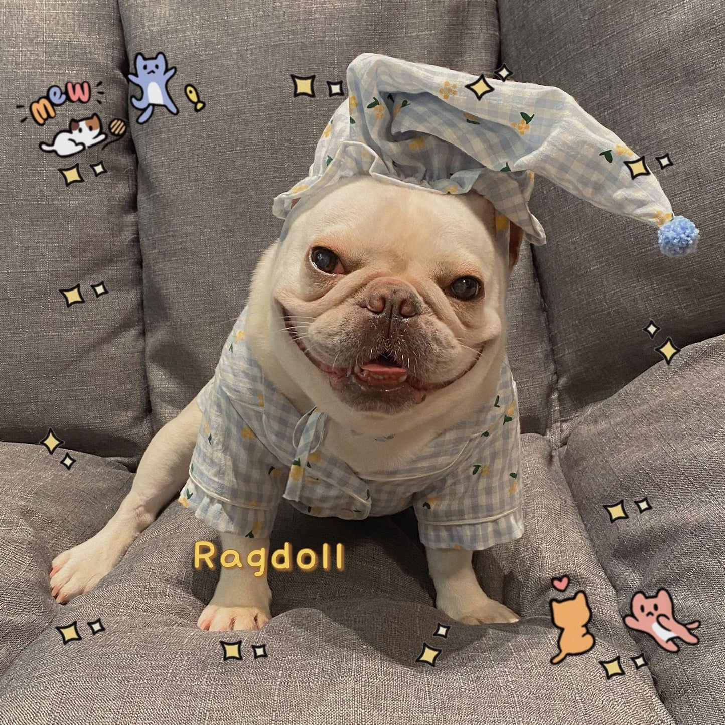 Clothes, Dogs Cats Favs Teddy