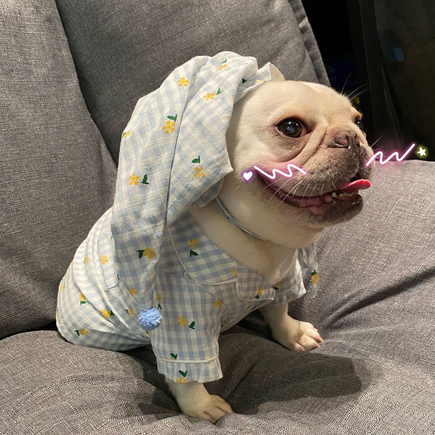 Clothes, Dogs Cats Favs Teddy